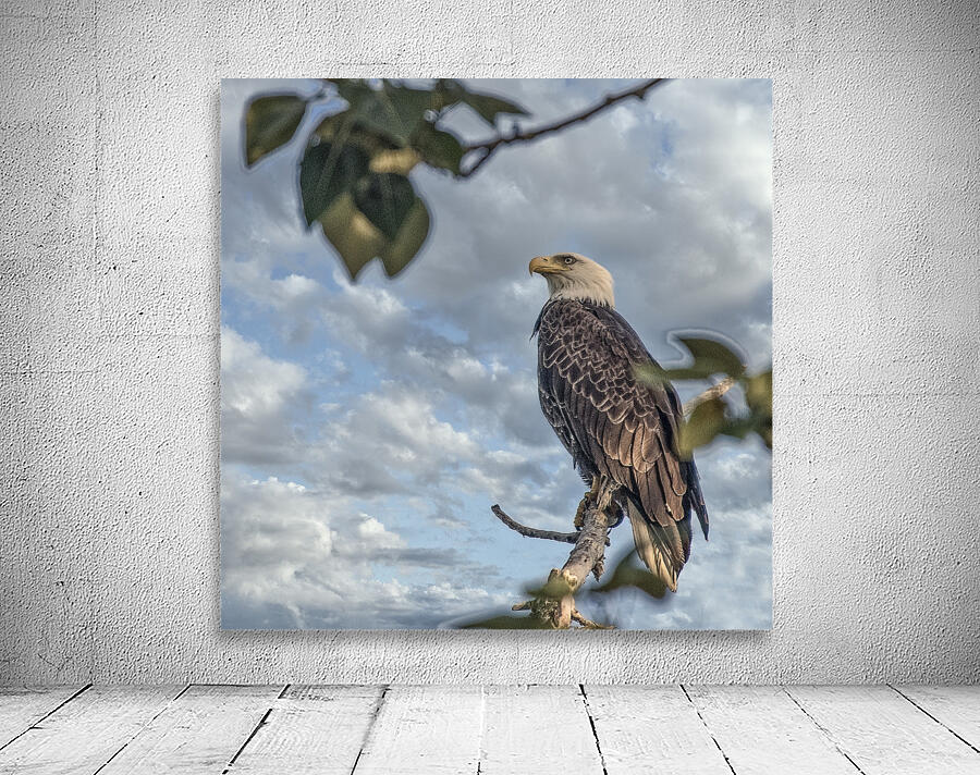 FS250707S EAGLE ALONE Wall Preview