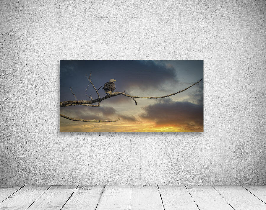 FS250709 EAGLE AT SUNSET Wall Preview
