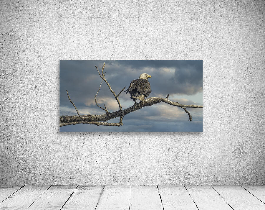FS250709 BALD EAGLE Wall Preview