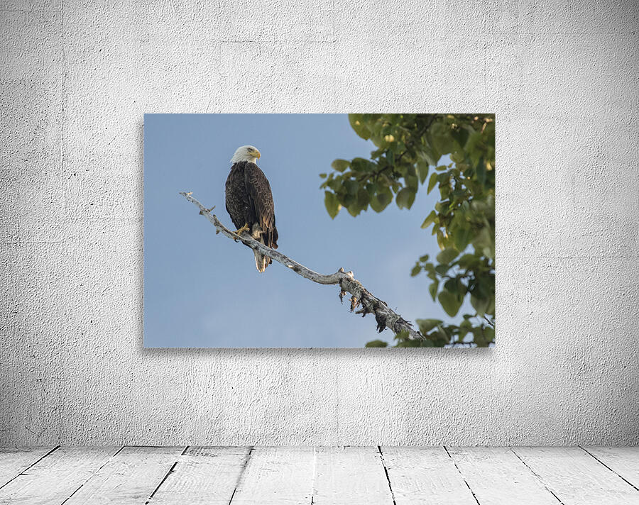 FS250707 EAGLE ON TREE Wall Preview