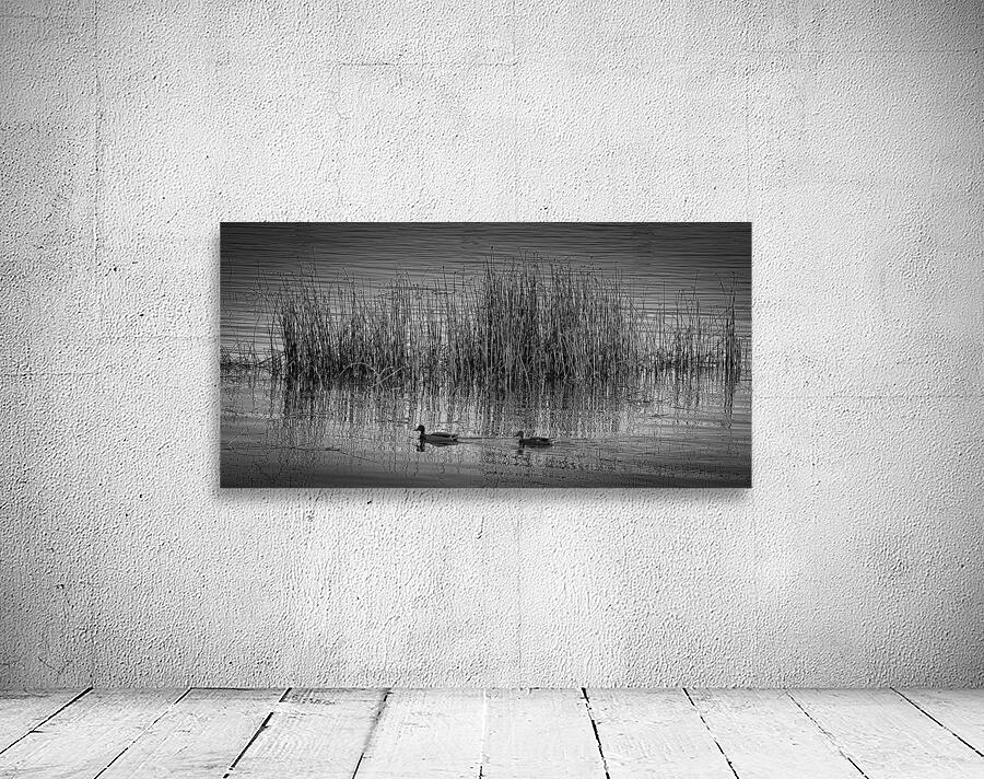 FS251015BW5 DUCKS Wall Preview