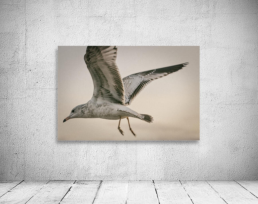 FS251107BW GULL Wall Preview