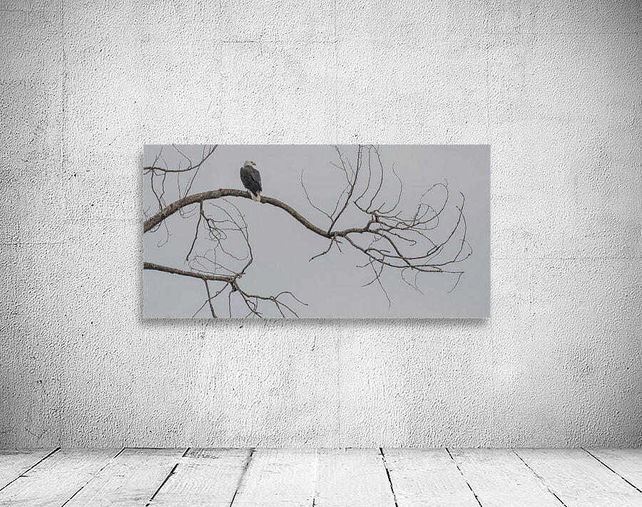FS250209 07 Bald Eagle Wall Preview