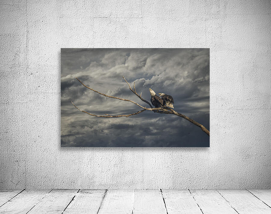 FS250211H EAGLES CALLING Wall Preview