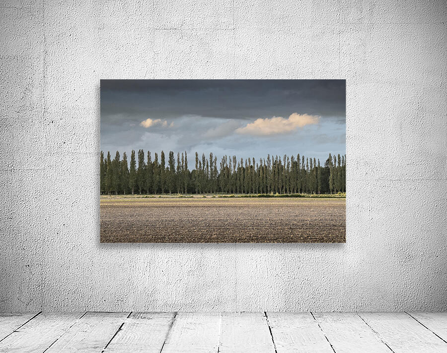 FS260515 TREES AND CLOUDS Wall Preview