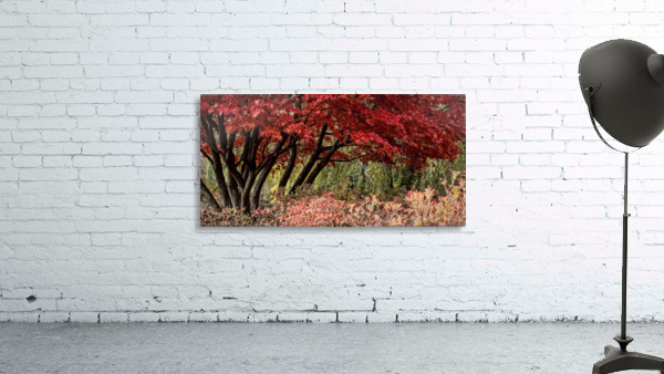 FS091104 Maple Wall Preview