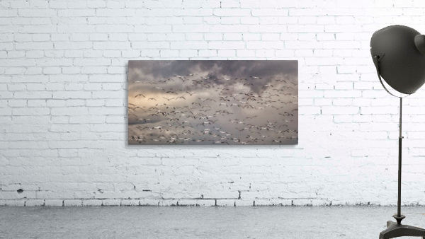 Geese Wall Preview
