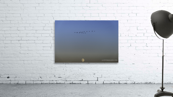 GEESE Wall Preview