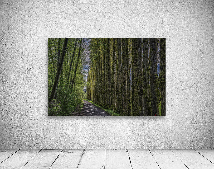 Trees Along The Trail Wall Preview