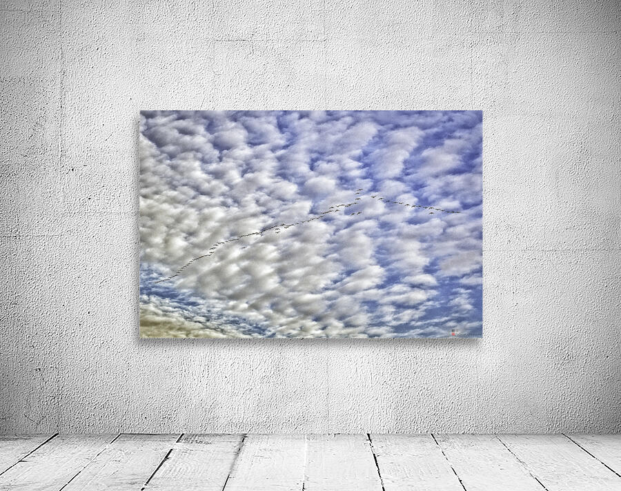 Snow Geese Wall Preview