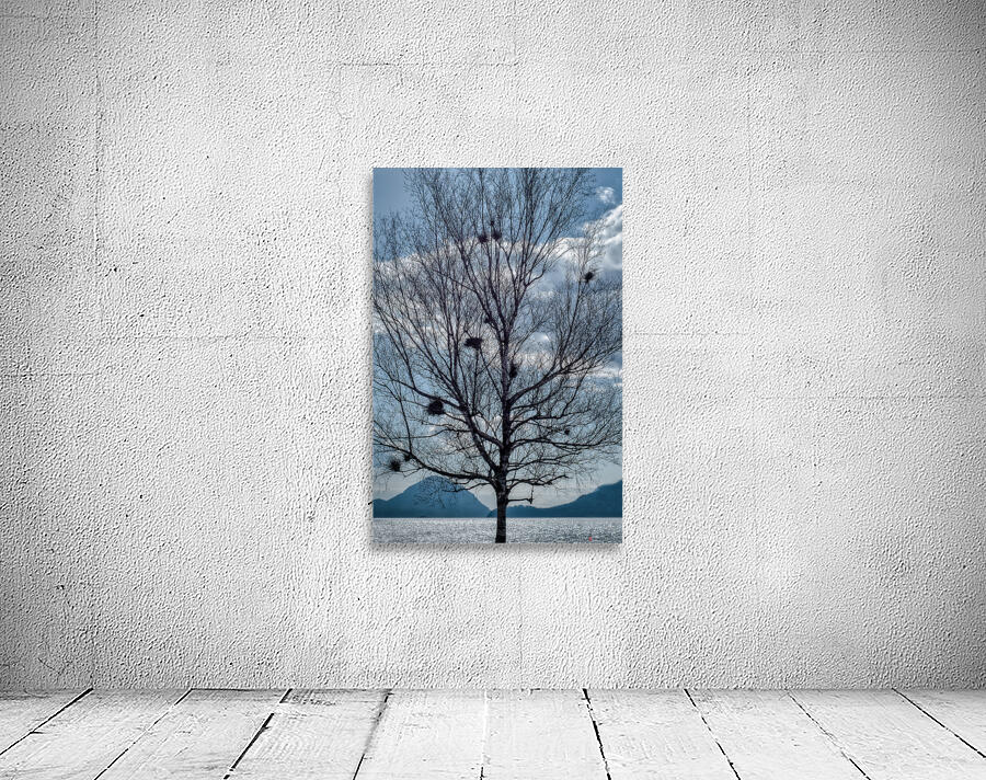 BIRD NESTS  Wall Preview
