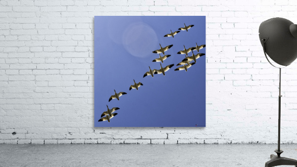 SNOW GEESE Wall Preview