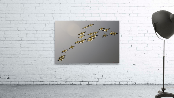 SNOW GEESE 2 Wall Preview
