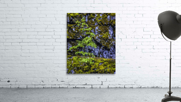 TREE ON THE CLIFF Wall Preview
