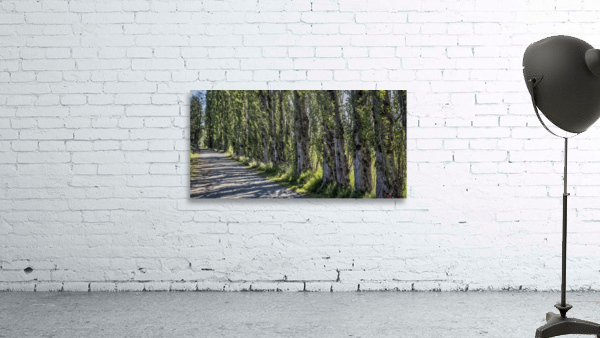 BURNABY LAKE LOOP Wall Preview