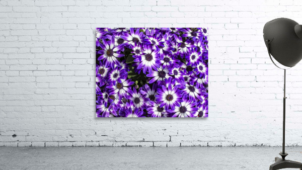 FLORA Wall Preview