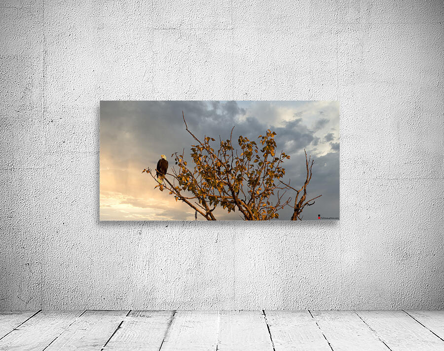 FS221014 286 Wall Preview
