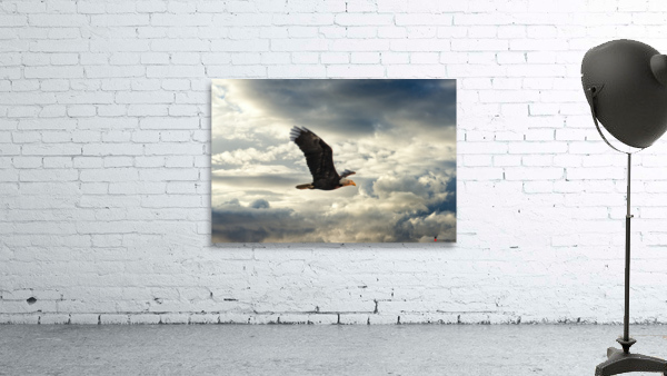 Bald Eagle Wall Preview