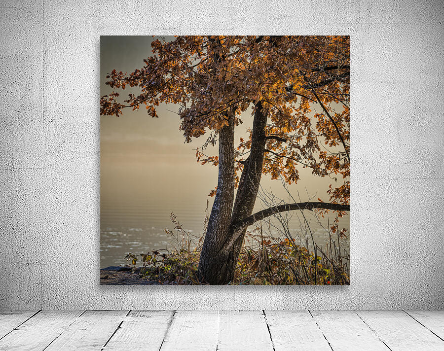 WINTER TREES Wall Preview