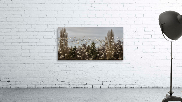FS221231 Wall Preview