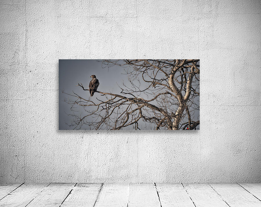 FS230129BB EAGLE AT EASE Wall Preview