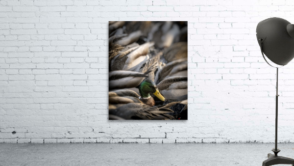 FS230128 MALLARDS Wall Preview