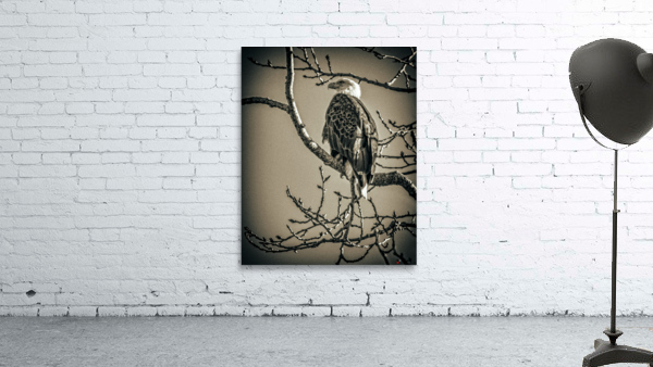 FS230129SE THE EAGLE Wall Preview