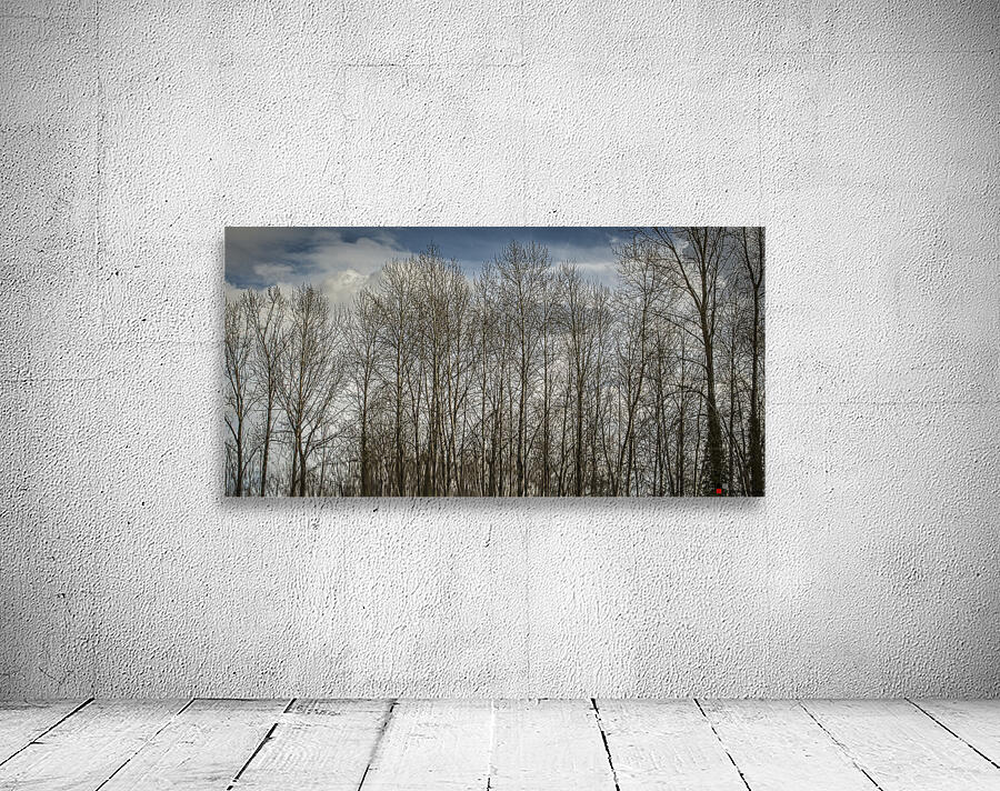 STILL CREEK Wall Preview