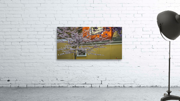 CHERRY BLOSSOMS 2023 Wall Preview