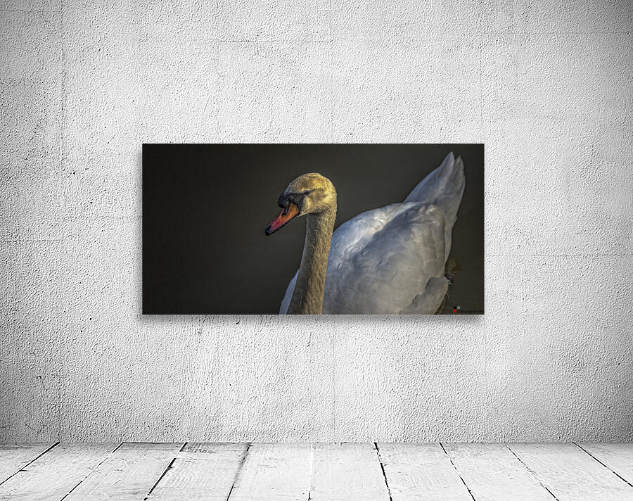 Swan 2021 Wall Preview