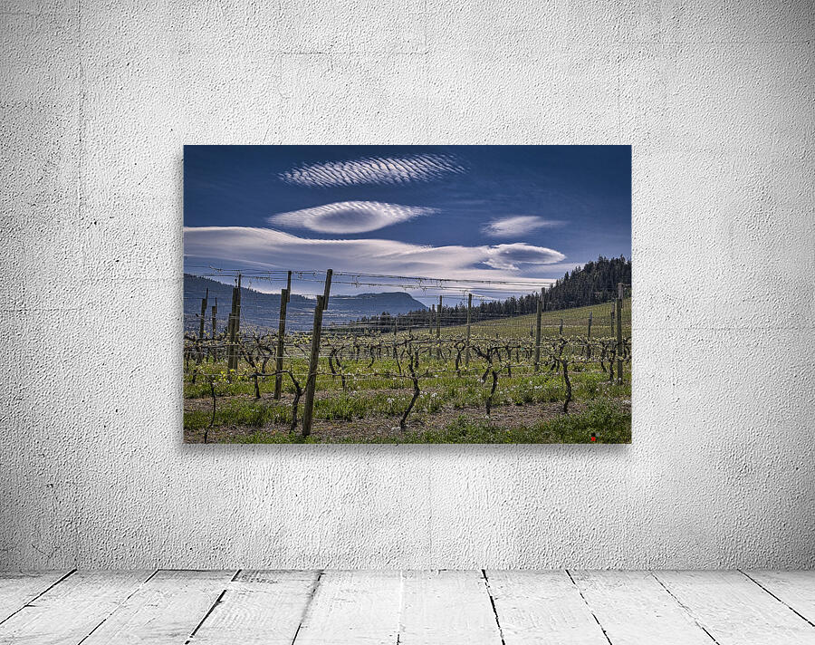 FS080518 VINEYARD Wall Preview