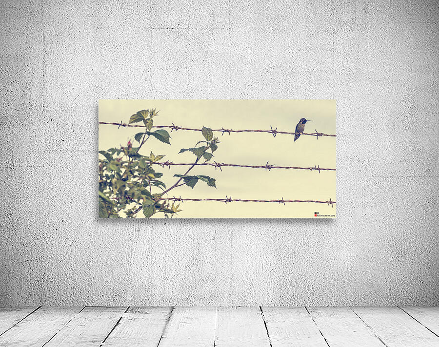 HUMMINGBIRD 2023 Wall Preview