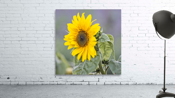 SUNFLOWER 2 Wall Preview