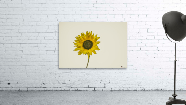 SUNFLOWER 23 Wall Preview