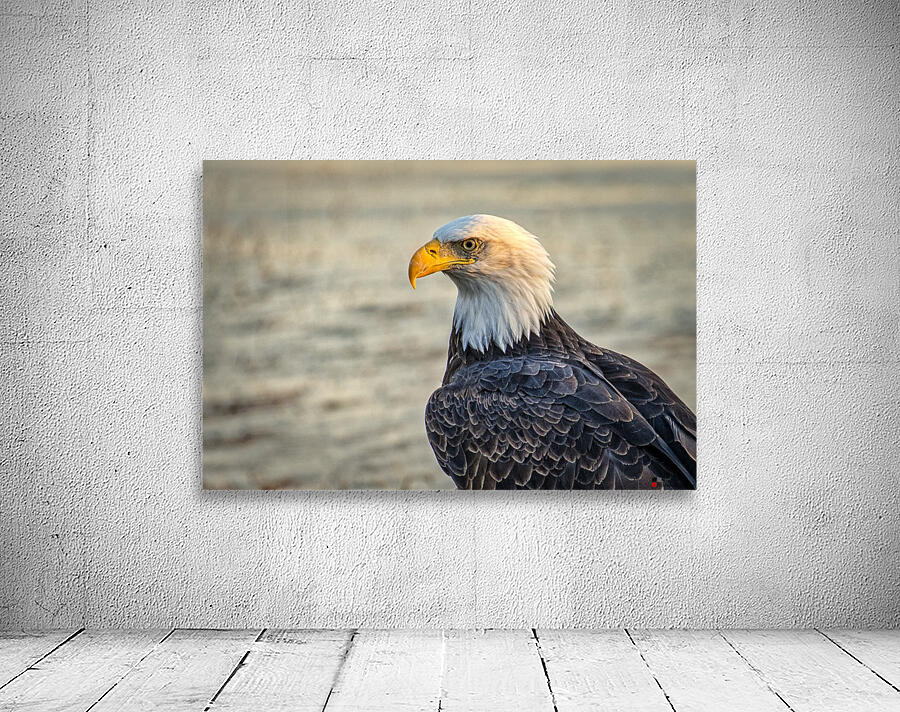 FS231008 07  Bald Eagle Wall Preview