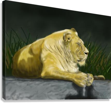 African Lion Canvas Print