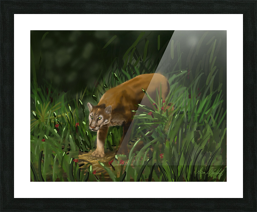 Florida Panther Picture Frame print