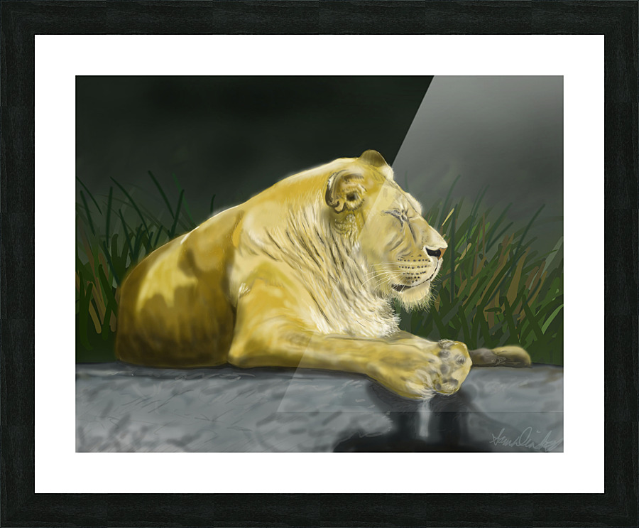 African Lion Picture Frame print