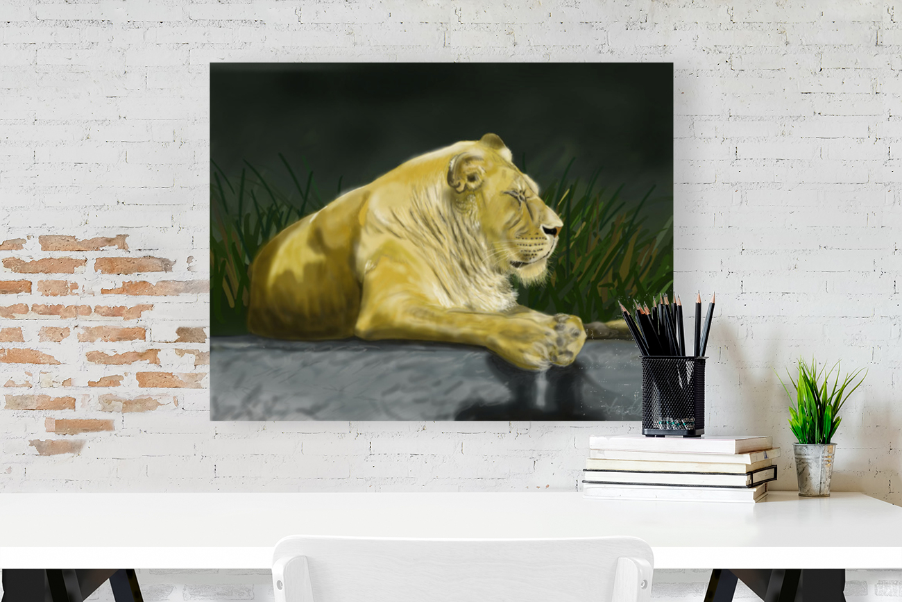 African Lion Reproduction