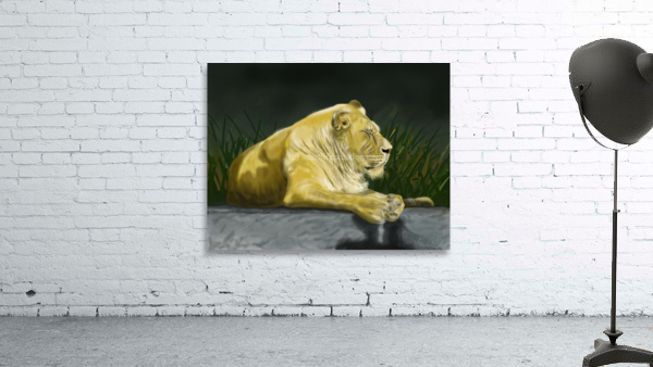African Lion Wall Preview