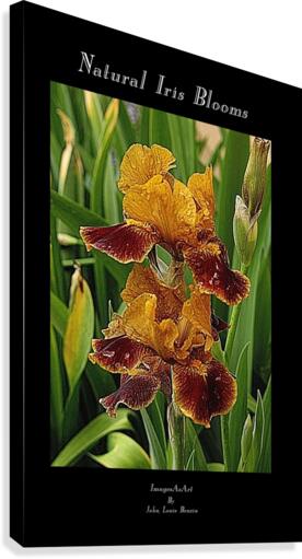 Natural Iris Blooms Canvas Print
