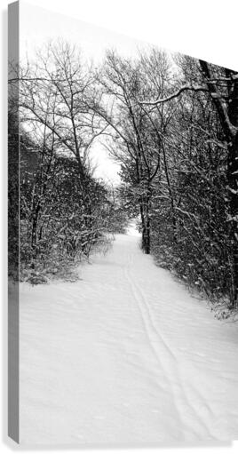 Snow Covered Forest Trail Canvas Print