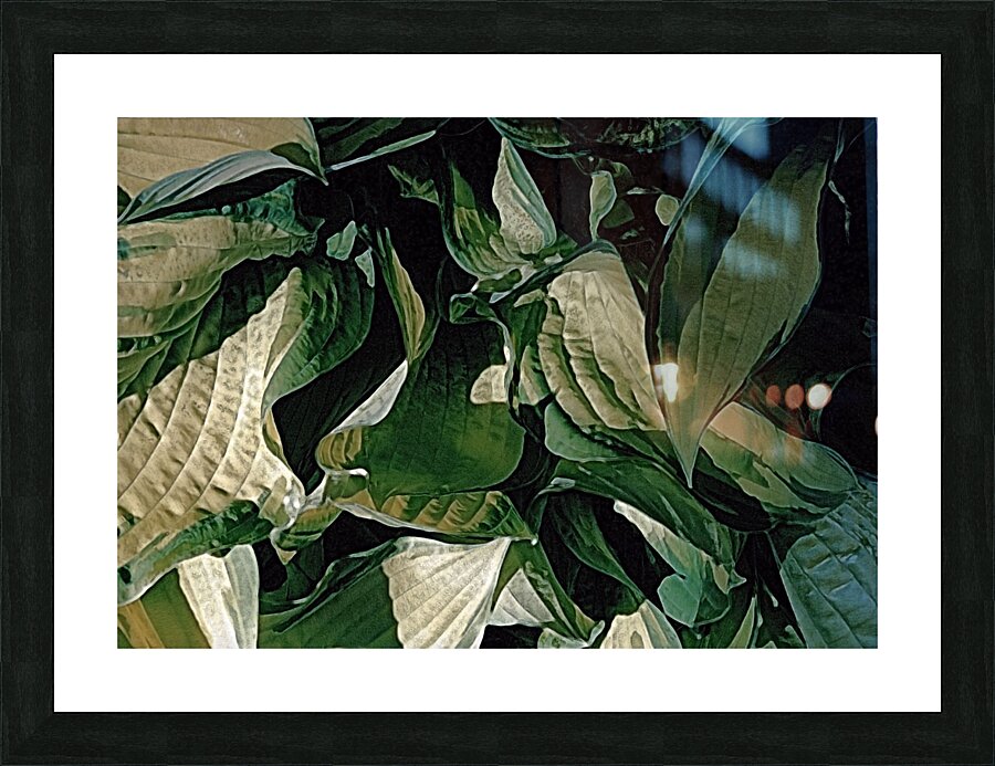 Hosta Leaves In Closeup Picture Frame Printing