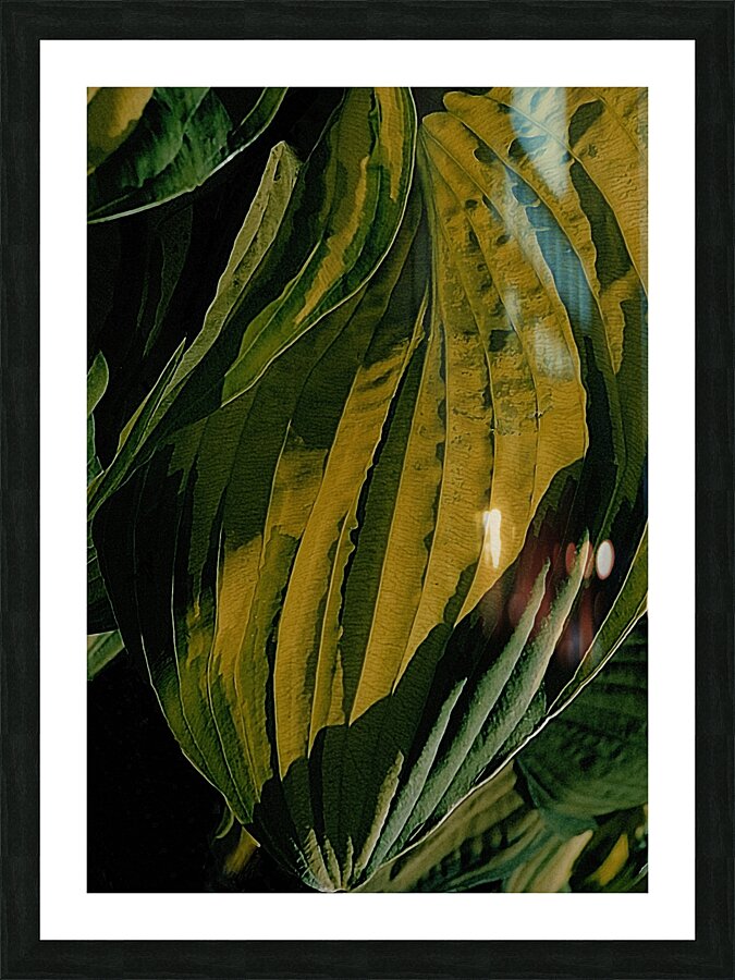 Hosta Leaf Closeup Picture Frame Printing
