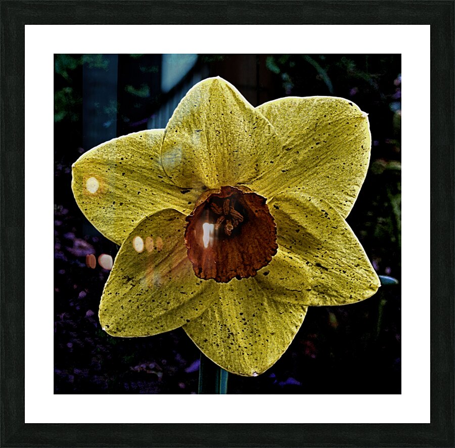 A Dirty Daffodil Bloom Picture Frame Printing