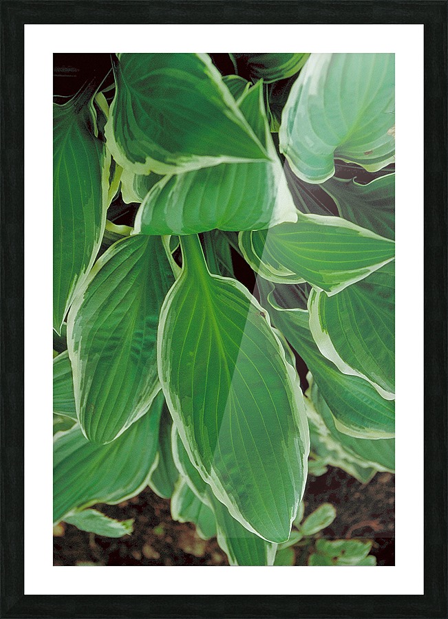 Hosta Leaves in Spring Picture Frame Printing