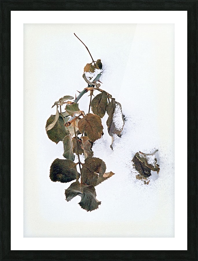 A Winter Rose Bush Picture Frame Printing