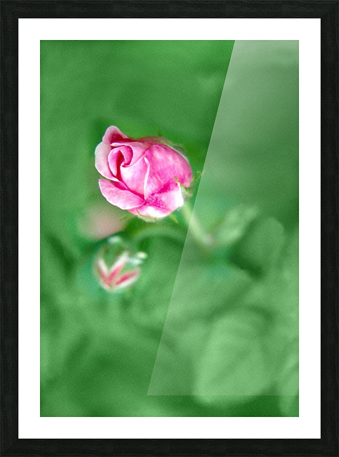 Rose Bud Picture Frame Printing