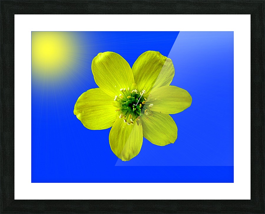 Winter Aconite Bloom With Sunrays Picture Frame Printing
