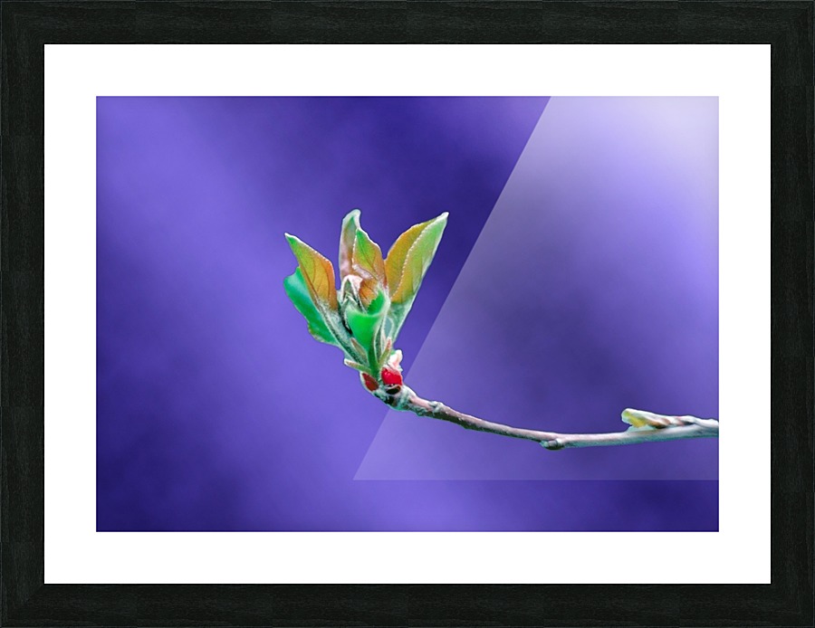 Apple Tree Flower Bud Picture Frame Printing